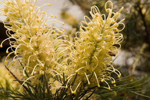 Ironstone Estate Lovedale - Accommodation Asia 36