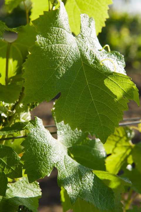 Ironstone Estate Lovedale - Accommodation Asia 35