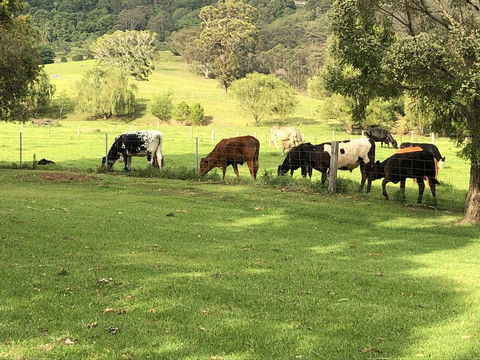Arcadia - The Barn Cottage & Rosehill Cottage - Accommodation Asia 26