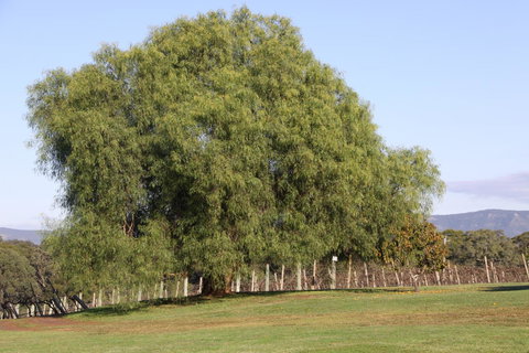 Adina Vineyard - Accommodation Guide 17