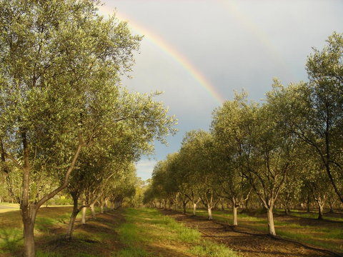 Adina Vineyard - Accommodation Guide 19