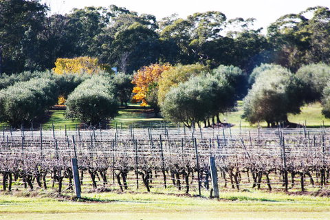 Adina Vineyard - Accommodation Guide 15