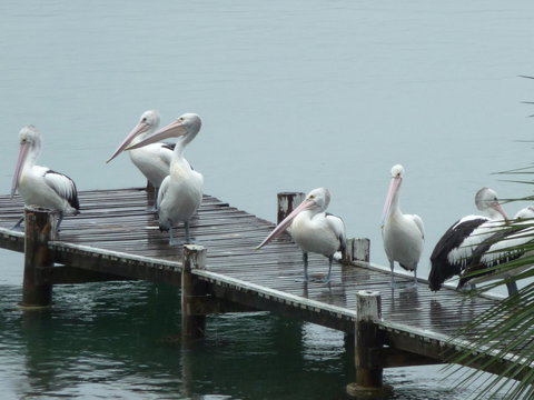 Pelican H2O One & Two Bedroom Apartments - Accommodation Asia 6