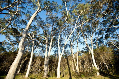 Bush & Bay Cottage - Accommodation Asia 28