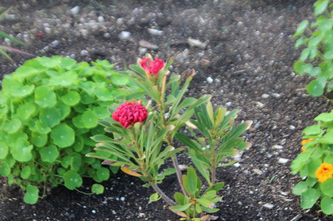 Red Waratah - Accommodation Asia 12