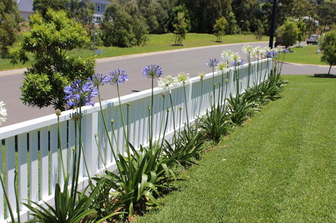 Red Waratah - Accommodation Asia 2