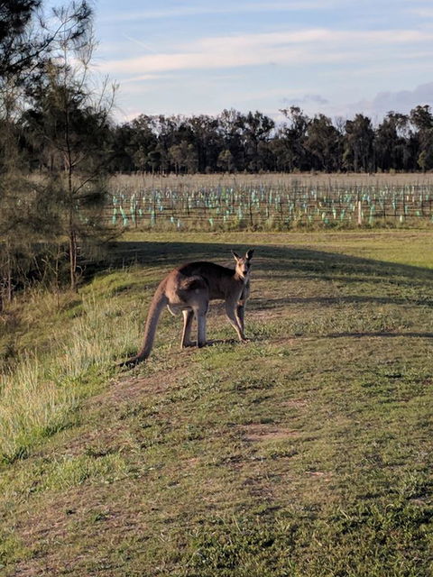 Madigan Wine Country Cottages - Accommodation Asia 7