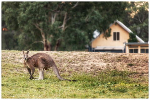 Madigan Wine Country Cottages - Accommodation Asia 4