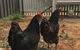 Thelma's Temora - thumb 13