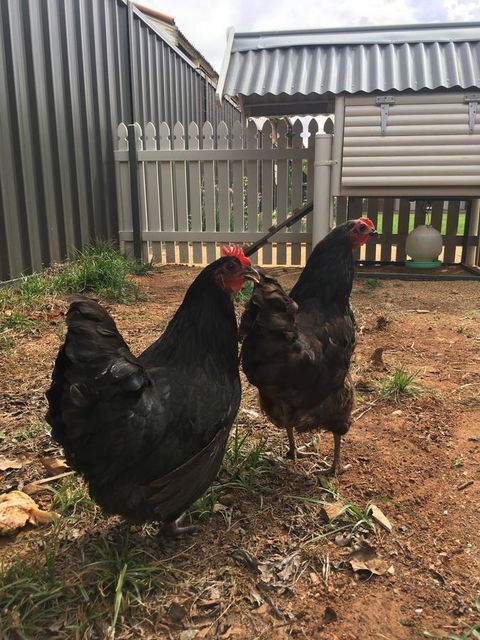 Thelma's Temora - Accommodation Asia 13