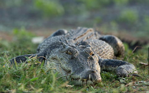 Wildman Wilderness Lodge - Accommodation Asia 24