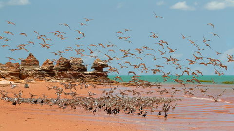 Broome Bird Observatory - Accommodation Asia 1