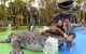 Buderim Fiesta Motel - thumb 2