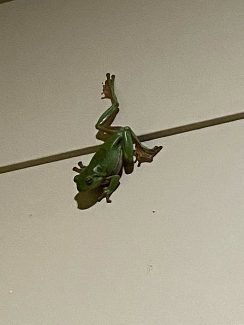 Cairns Homestead: A Peaceful Getaway - Accommodation China 1