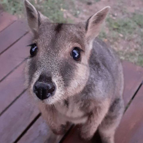 Camp Kanga - Accommodation Asia 3