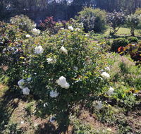 Carisbrook Country Retreat Motel - Accommodation Asia