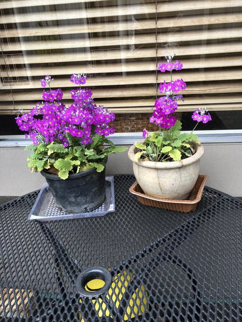 Central Wangaratta Motel - Accommodation China 2