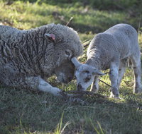 Clandulla Cottages  Farmstay - Accommodation Asia