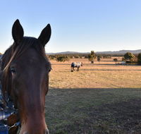 Clydesdale Cottage on Talga with real Clydesdale Horses - Accommodation Asia
