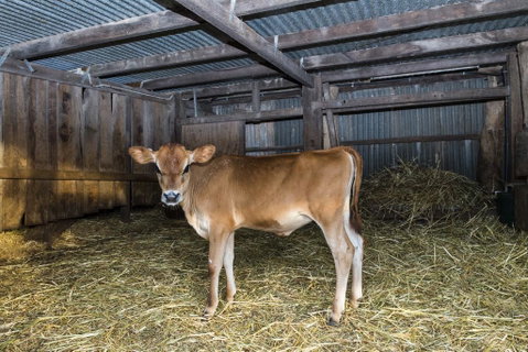 Dairyman's Cottage - Accommodation Guide 0