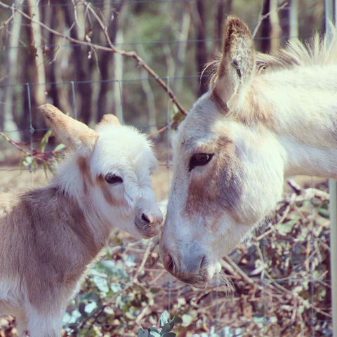Donkey Tales Farm Cottages - Accommodation Asia 3