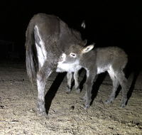 Donkey Tales Farm Cottages - Accommodation Asia