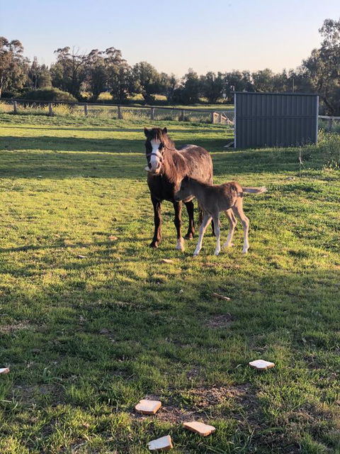 Gibbagunyah Manor - Accommodation Asia 1