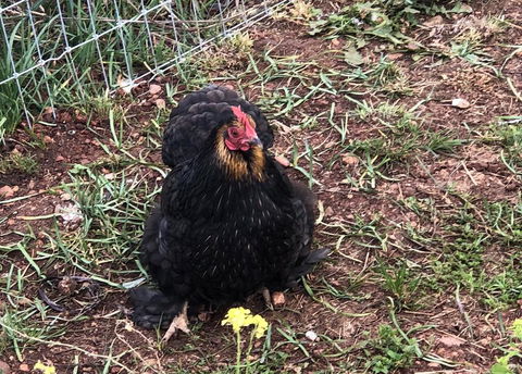 Gibbagunyah Manor - Accommodation Asia 2