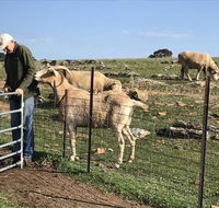 Gilgraves Vineyard Farmstay - Accommodation Asia