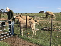 Gilgraves Vineyard Farmstay