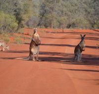Gundabooka National Park Cottages - Accommodation Asia