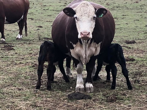 Jackaleah Farm Stay - Accommodation Guide 3