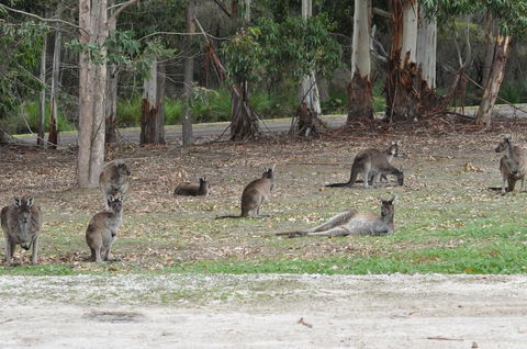 Karri Valley Chalets - Accommodation Asia 1