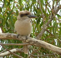 kookaburra nest - Accommodation China