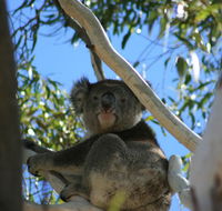 Levi Park Caravan Park - Accommodation Asia