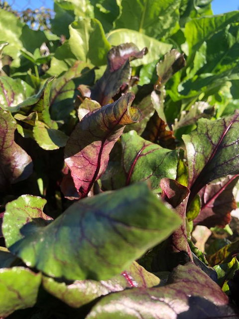 Moodemere Lake House - Accommodation Asia 3