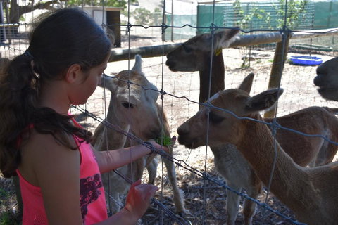 Morella Farm - Accommodation Asia 3