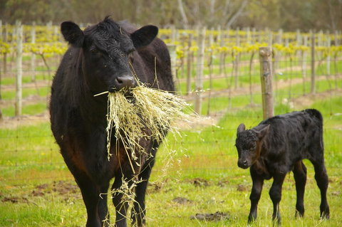 Naimanya Cottage - Accommodation Asia 0