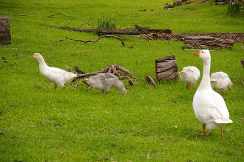 Naimanya Cottage - Accommodation Asia 3