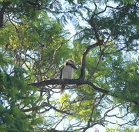 Jacaranda Hideaway Bed  Breakfast - Accommodation Asia