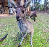 Yelverton Brook Eco Spa Retreat  Conservation Sanctuary - Accommodation Asia