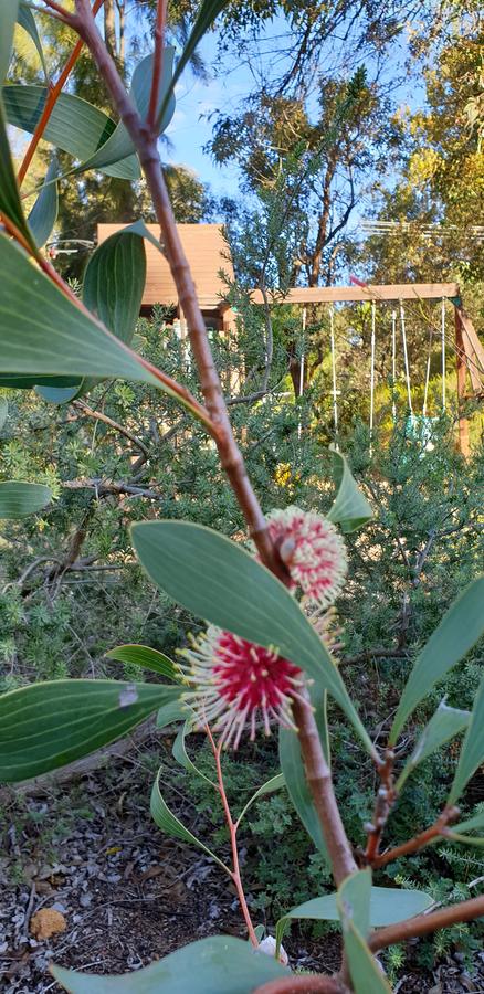 Di's Cabin In Dwellingup - Accommodation Guide 4