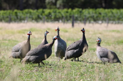 Windfall Estate Vineyard Cottage - Accommodation Guide 27