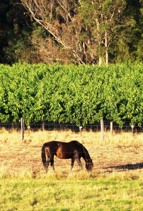 Windfall Estate Vineyard Cottage - Accommodation Guide 18