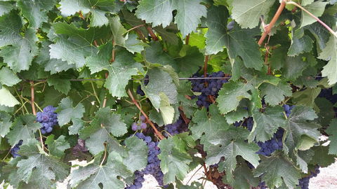 Windfall Estate Vineyard Cottage - Accommodation Guide 29