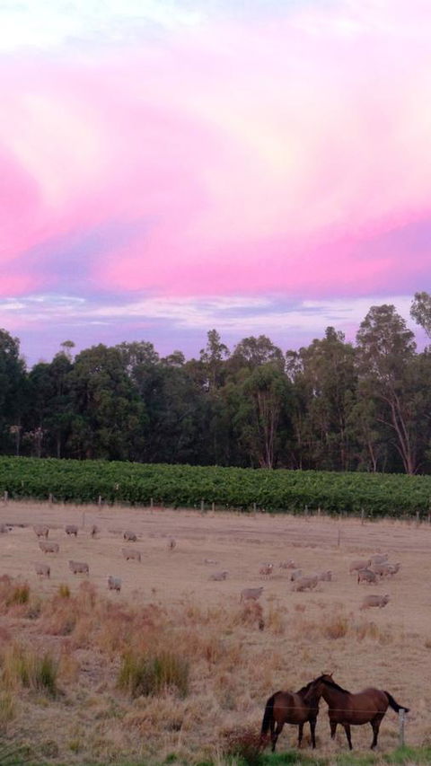 Windfall Estate Vineyard Cottage - Accommodation Guide 25