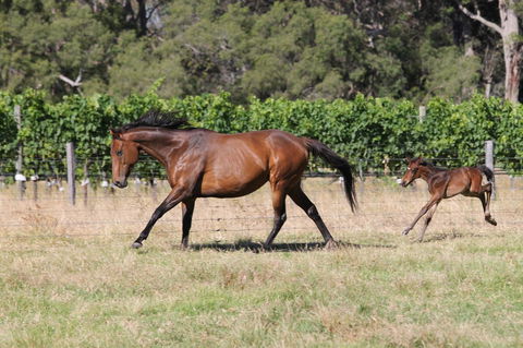 Windfall Estate Vineyard Cottage - Accommodation Guide 17