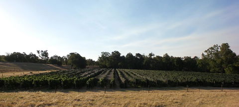 Windfall Estate Vineyard Cottage - Accommodation Guide 28