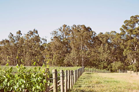 Windfall Estate Vineyard Cottage - Accommodation Guide 23