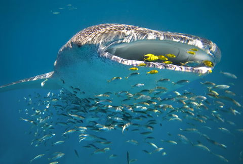 Sal Salis Ningaloo Reef - Accommodation Asia 20